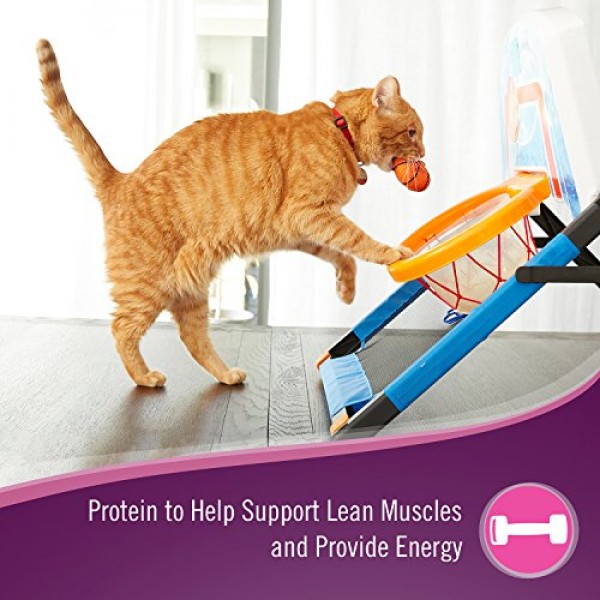 9 Lives Protein Plus Dry Cat Food, 12 Lb