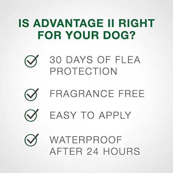 Advantage II 4-Dose Large Dog Flea Treatment, Flea Treatment for ...