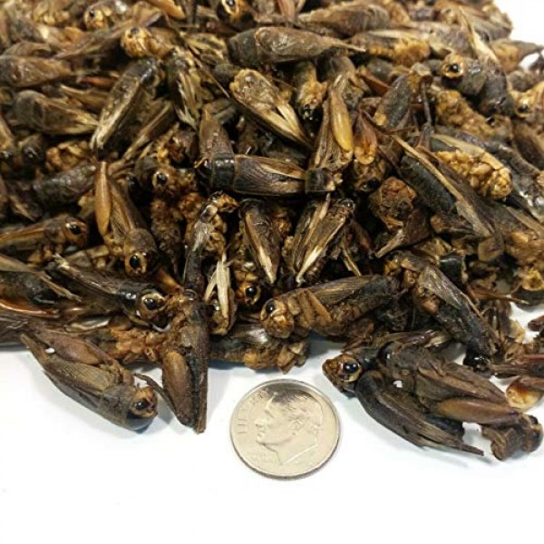Aquatic Foods Inc. Crickets - Freeze Dried Crickets, 7.99 Freeze ...