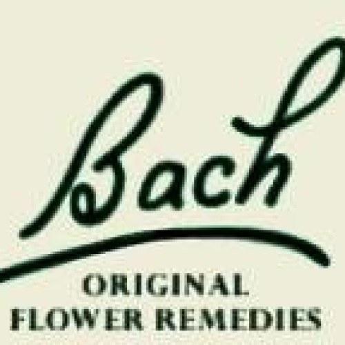 Hornbeam 20 ml Carpinus betulus - Bach Flower Essences
