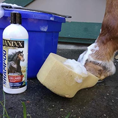 Banixx Medicated Anti-Fungal, Anti-Bacterial Shampoo