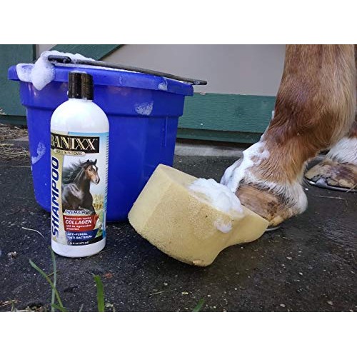 Banixx Medicated Anti-Fungal, Anti-Bacterial Shampoo