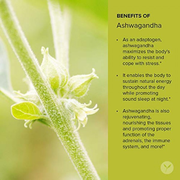 Banyan Botanicals Organic Ashwagandha Extract – Withania somnifer...