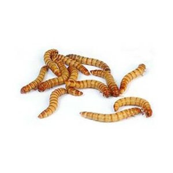 1000ct Live Mealworms, Reptile, Birds, Chickens, Fish Food Mixed