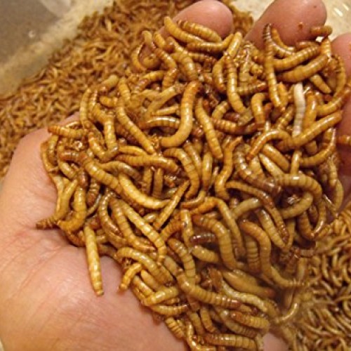 BASSETTS CRICKET RANCH 1100 Count Live Mealworms Organically Grown