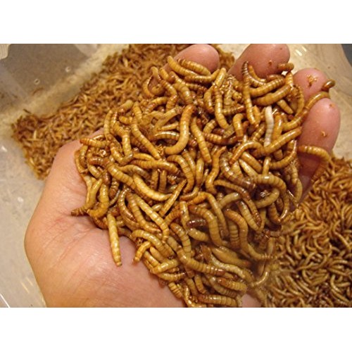 BASSETTS CRICKET RANCH 1100 Count Live Mealworms Organically Grown