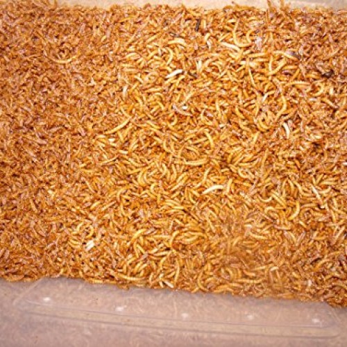 BASSETTS CRICKET RANCH 1100 Count Live Mealworms Organically Grown