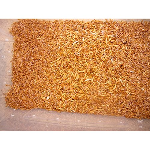 BASSETTS CRICKET RANCH 1100 Count Live Mealworms Organically Grown
