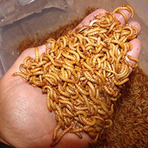BASSETTS CRICKET RANCH 1100 Count Live Mealworms Organically Grown