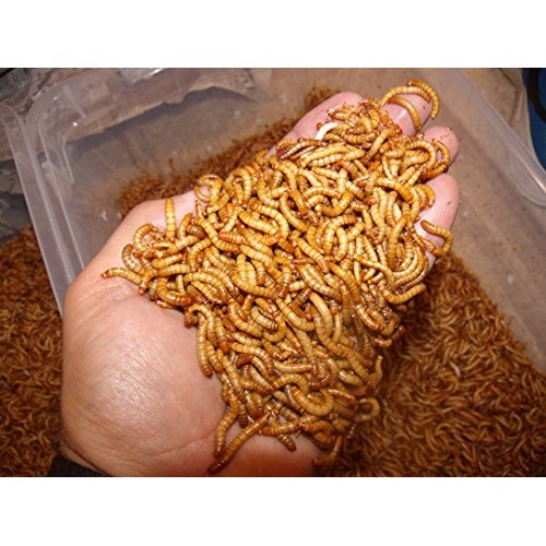 BASSETTS CRICKET RANCH 1100 Count Live Mealworms Organically Grown