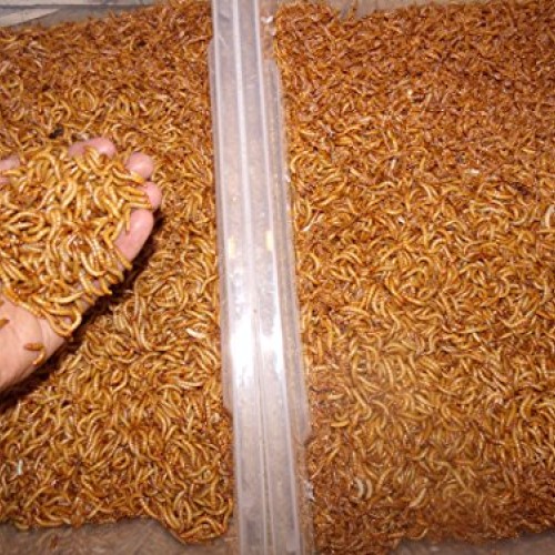BASSETTS CRICKET RANCH 1100 Count Live Mealworms Organically Grown
