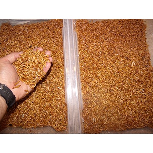 BASSETTS CRICKET RANCH 1100 Count Live Mealworms Organically Grown