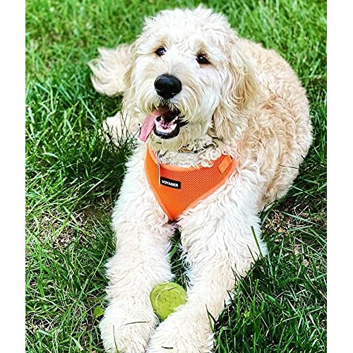 Best Pet Supplies Voyager Step-in Lock Cat Harness - Adjustable S...