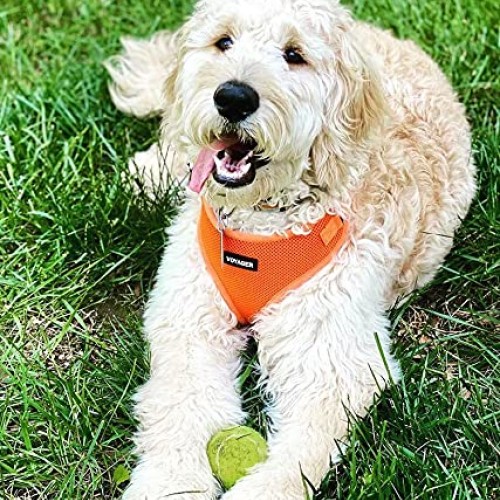 Best Pet Supplies Voyager Step-in Lock Cat Harness - Adjustable S...