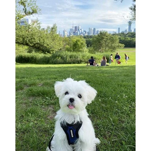 Best Pet Supplies Voyager Step-in Lock Cat Harness - Adjustable S...