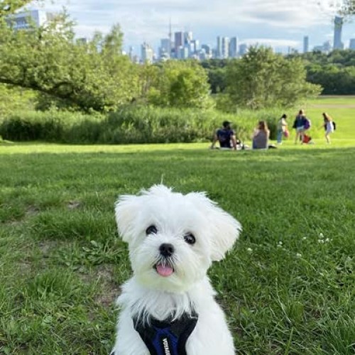 Best Pet Supplies Voyager Step-in Lock Cat Harness - Adjustable S...