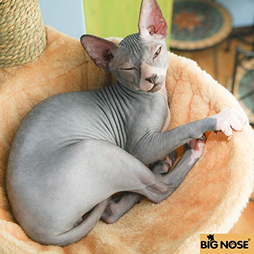 BIG NOSE- Wall Mounted Cat Scratching Post Multi Level Cat Shelve...