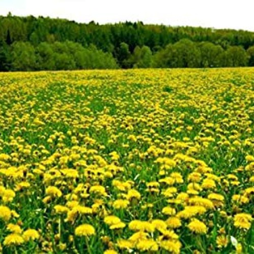 bodi : Dandelion Root Powder - 100% Pure Natural Chemical Free 4...