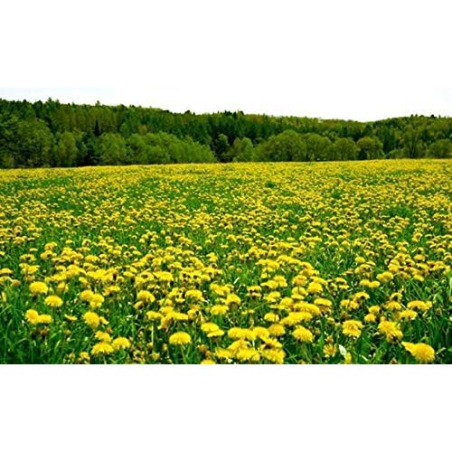 bodi : Dandelion Root Powder - 100% Pure Natural Chemical Free 4...