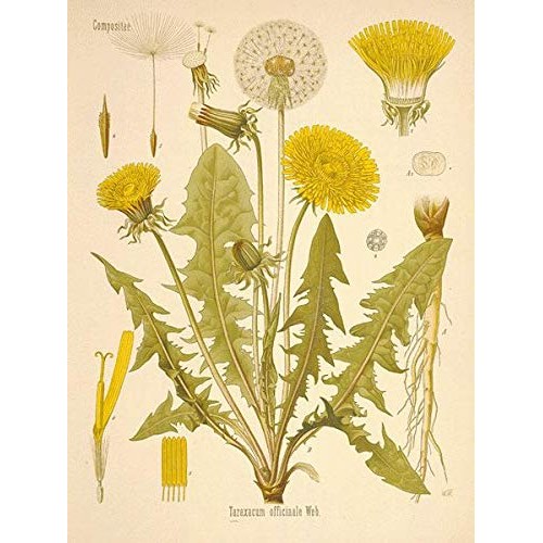 bodi : Dandelion Root Powder - 100% Pure Natural Chemical Free 4...