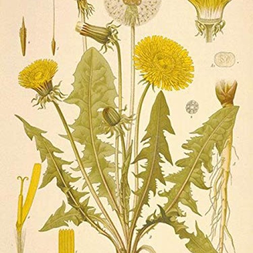 bodi : Dandelion Root Powder - 100% Pure Natural Chemical Free 4...