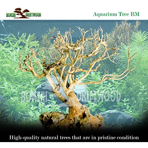 Bonsai Driftwood Aquarium Tree 5 Inch Height Natural, Handcraft...