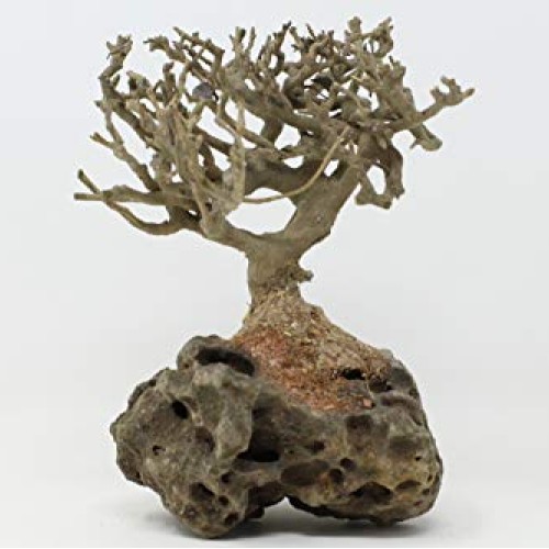 Bonsai Driftwood Aquarium Tree 5 Inch Height Natural, Handcraft...