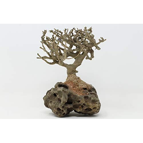 Bonsai Driftwood Aquarium Tree 5 Inch Height Natural, Handcraft...