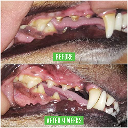 Bristly Dog Dental Care Kit - Pet Dental Care Including Medium Do...