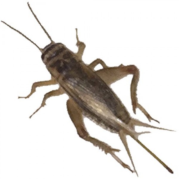 500 Live Large 1 Crickets Acheta Domesticus by BuyFeederCrickets