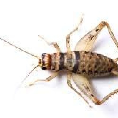 Live Banded Crickets 1000 Medium