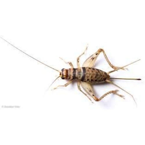 Live Banded Crickets 250 Assorted Small/Medium