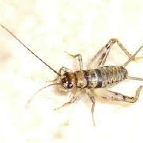 Live Banded Crickets 60 Count Small