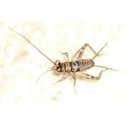 Live Banded Crickets 60 Count Small