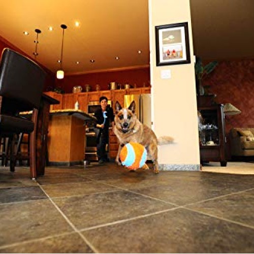 Chuckit! Indoor Ball for Small Dogs and Puppies Dog Toy Orange/Bl...