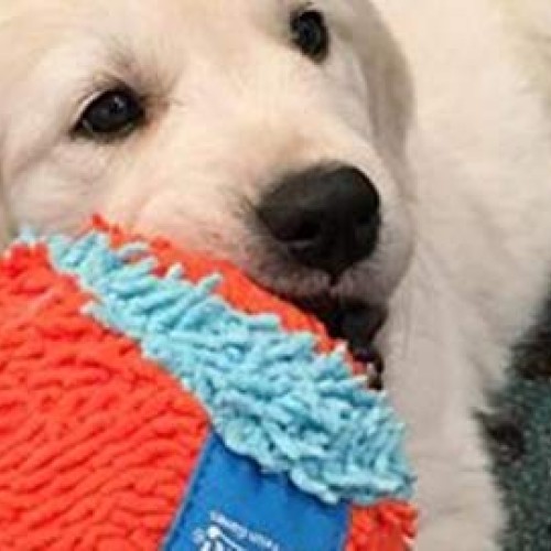 Chuckit! Indoor Ball for Small Dogs and Puppies Dog Toy Orange/Bl...