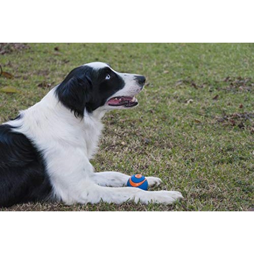 Ultra Squeaker Ball, Medium, 2.5” circumference, 2 Count
