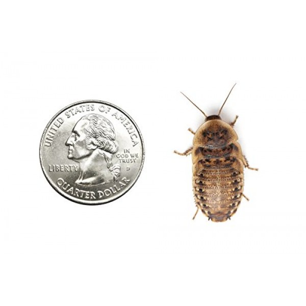 100 Live Mixed Size Sm & Md Dubia Roaches | Live Arrival is Gua...