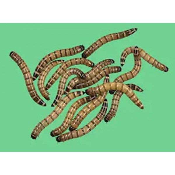 100 Medium Live Superworms by DBDPet | Live Arrival is Guaranteed