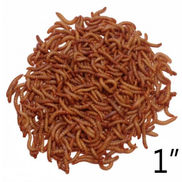 1000ct Live Mealworms Grown by DBDPet, Reptile, Birds, Chickens, ...