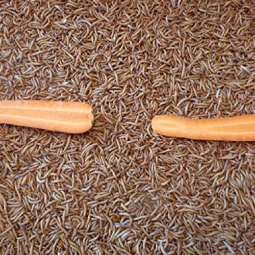 Mealworms 100 Gut Loaded !!! 1/2 - 1 by DBDPet | Live Arrival...