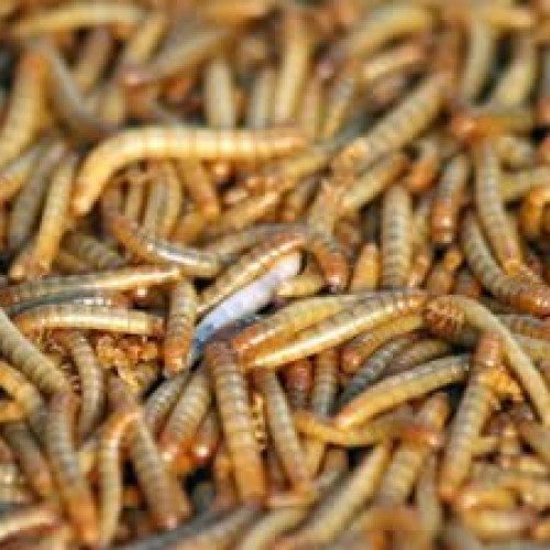 Mealworms 250 Gut Loaded !!! 1/2 - 1 by DBDPet | Live Arrival...