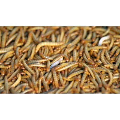 Mealworms 250 Gut Loaded !!! 1/2 - 1 by DBDPet | Live Arrival...