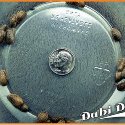 Dubia Roaches: Small 1/2 - 6 Grams Average Count 50
