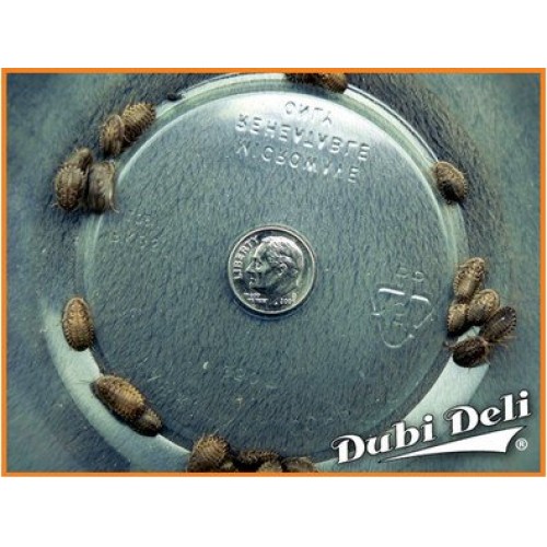 Dubia Roaches: Small 1/2 - 6 Grams Average Count 50