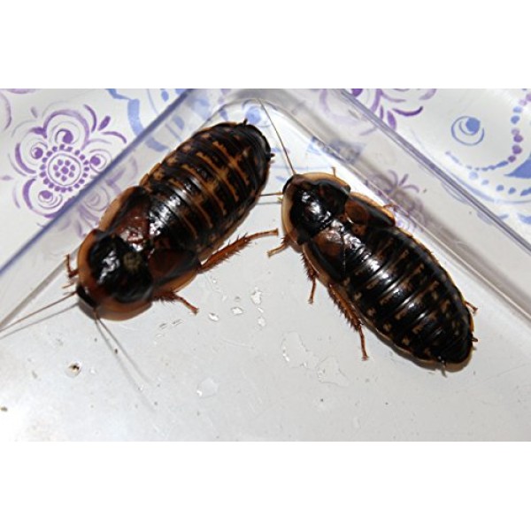 Adult Dubia Roaches 40 Females & 20 Males
