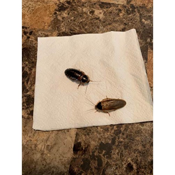 Adult Dubia Roaches 10 Females & 5 Males