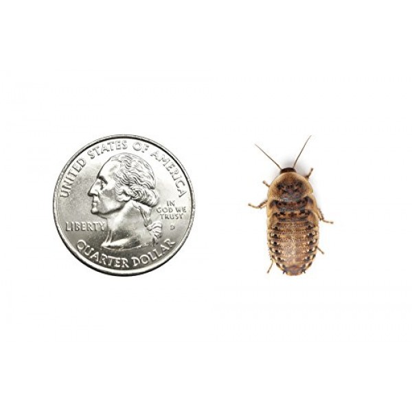 Dubia Roaches 100 Medium