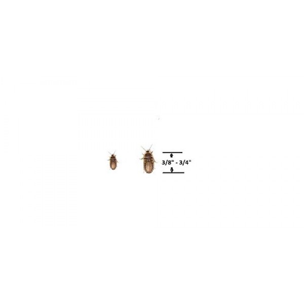Blaptica dubia 100 Medium Dubia Roaches by