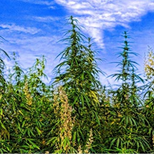 Hemp Oil 5,000mg 2-Pack Peppermint Hemp Oil Pure Hemp Oil and E...